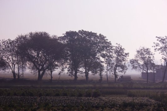 farmland - Punjab